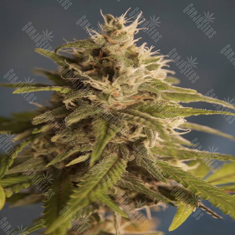 семена конопли для посадки купить Pure Afghan regular DNA Genetics семена конопли для посадки купить Pure Afghan regular DNA Genetics