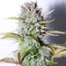 семена индийской конопли Auto G14 feminised Fast Buds семена индийской конопли Auto G14 feminised Fast Buds