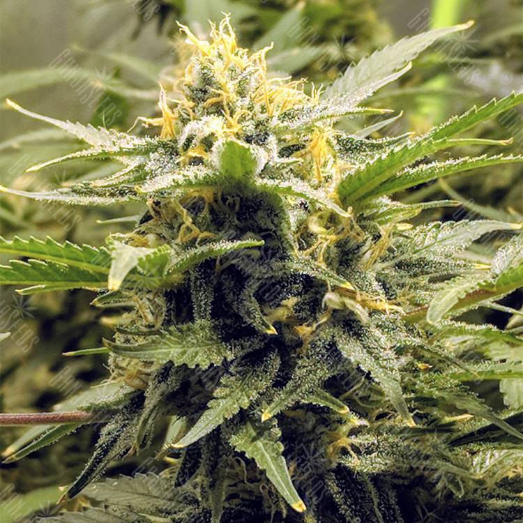 семена конопли феминизированные AK-48 feminised Nirvana Seeds