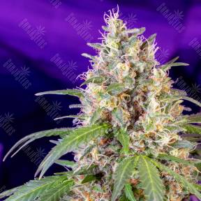 Auto Fast Bud #2 feminised Sweet Seeds