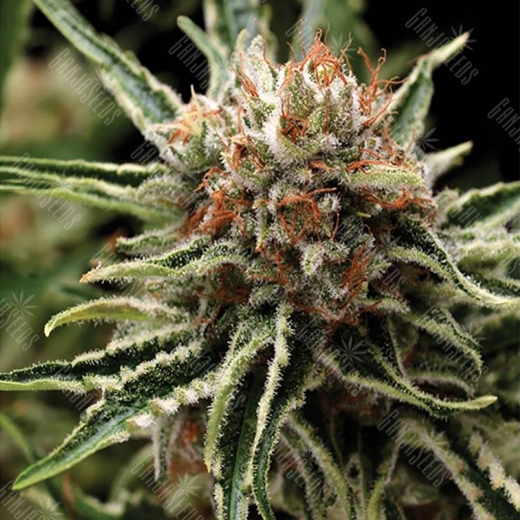 семена конопли с доставкой Shark feminised Pyramid Seeds семена конопли с доставкой Shark feminised Pyramid Seeds