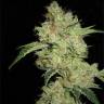 семена индийской конопли Shark feminised Pyramid Seeds семена индийской конопли Shark feminised Pyramid Seeds