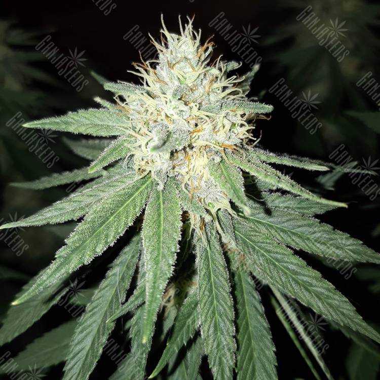 семена конопли в России Sour Diesel feminised Royal Queen семена конопли в России Sour Diesel feminised Royal Queen