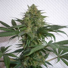Mohan Ram feminised Sweet Seeds