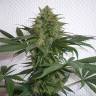 семена конопли гидропоники Mohan Ram feminised Sweet Seeds семена конопли гидропоники Mohan Ram feminised Sweet Seeds