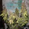 Auto Caiera feminised GanjaVIP Seeds