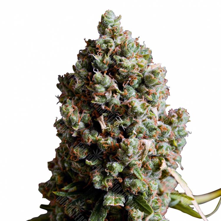 Auto Caiera feminised GanjaVIP Seeds