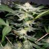 Auto Caiera feminised GanjaVIP Seeds