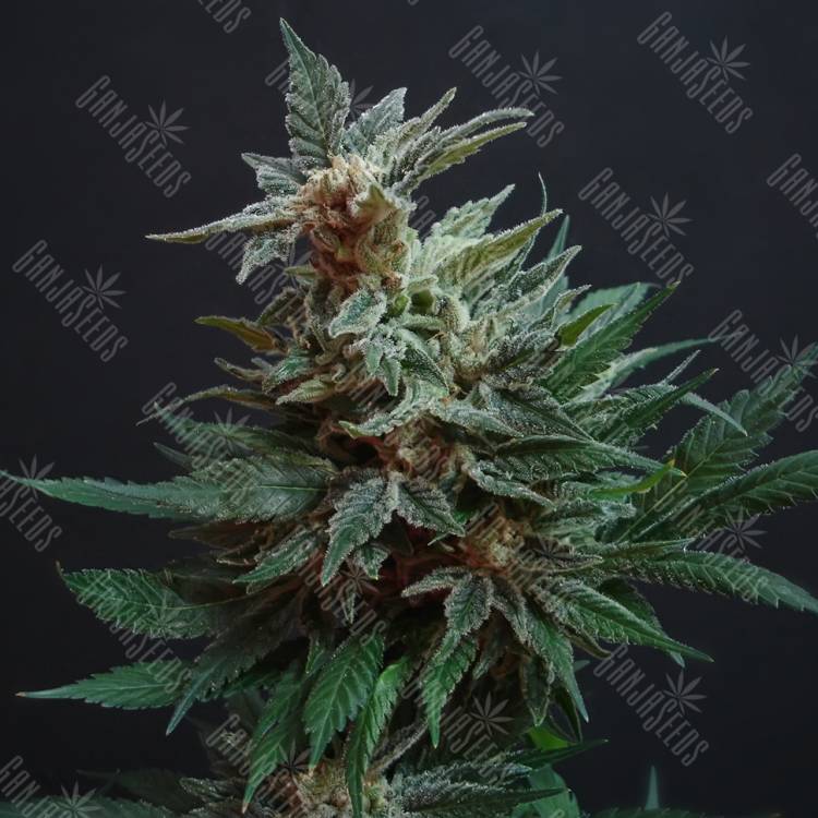 конопля семена сорта заказать Arjan's Strawberry Haze feminised Green House Seeds конопля семена сорта заказать Arjan's Strawberry Haze feminised Green House Seeds
