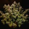 Mazar feminised Dutch Passion Seeds