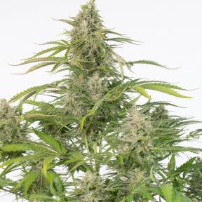 Auto Cheese feminised Dinafem Seeds