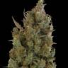 Auto Cheese feminised Dinafem Seeds Auto Cheese feminised Dinafem Seeds