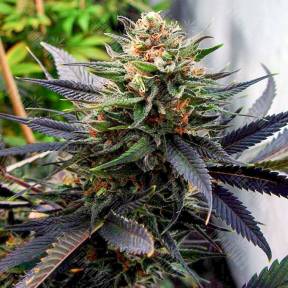 Lavender feminised Ganja Seeds