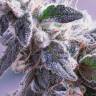 семена конопли Himalaya Blue Diesel regular Ganja Seeds семена конопли Himalaya Blue Diesel regular Ganja Seeds