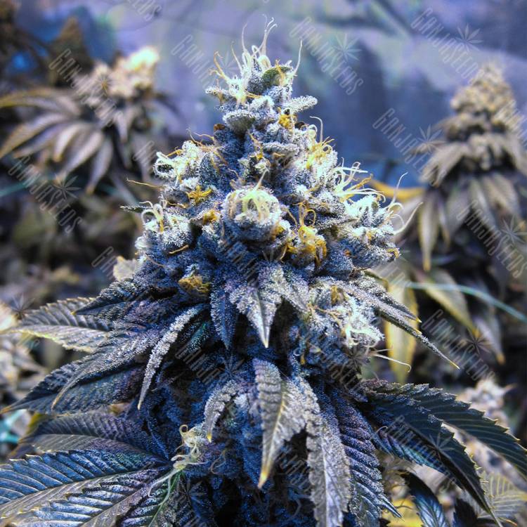 семена сортовой конопли Auto Sinevir regular семена сортовой конопли Auto Sinevir regular