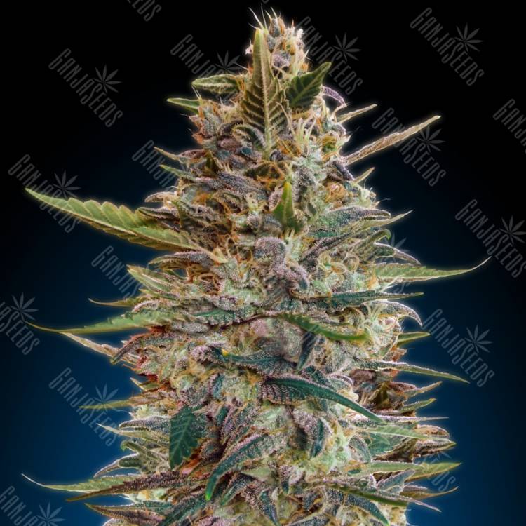 заказать качественные семена конопли Auto Blue Diesel feminised Advanced Seeds заказать качественные семена конопли Auto Blue Diesel feminised Advanced Seeds
