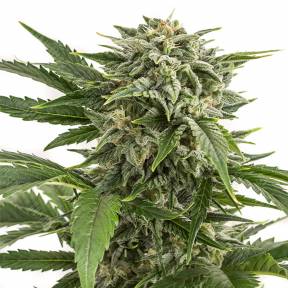 Auto Bubba Kush feminised Dinafem Seeds
