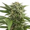 купить семена конопли Auto Bubba Kush feminised Dinafem Seeds
