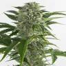 заказ семян конопли Спб Auto Bubba Kush feminised Dinafem Seeds