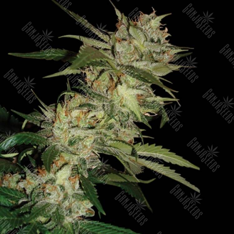 семена конопли курьером Sleestack x Skunk regular DNA Genetics семена конопли курьером Sleestack x Skunk regular DNA Genetics