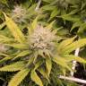 семена конопли Россия Aurora Indica feminised Nirvana Seeds