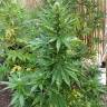 семена конопли курьером Special Kush 1 feminised Royal Queen семена конопли курьером Special Kush 1 feminised Royal Queen