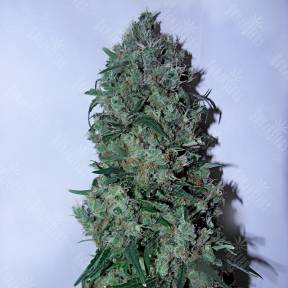 Psicodelicia feminised Sweet Seeds