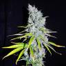 Семена медицинких сортов Auto Haze CBD feminised Ganja Seeds Семена медицинких сортов Auto Haze CBD feminised Ganja Seeds