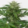 Семена марихуаны Auto Haze CBD feminised Ganja Seeds Семена марихуаны Auto Haze CBD feminised Ganja Seeds