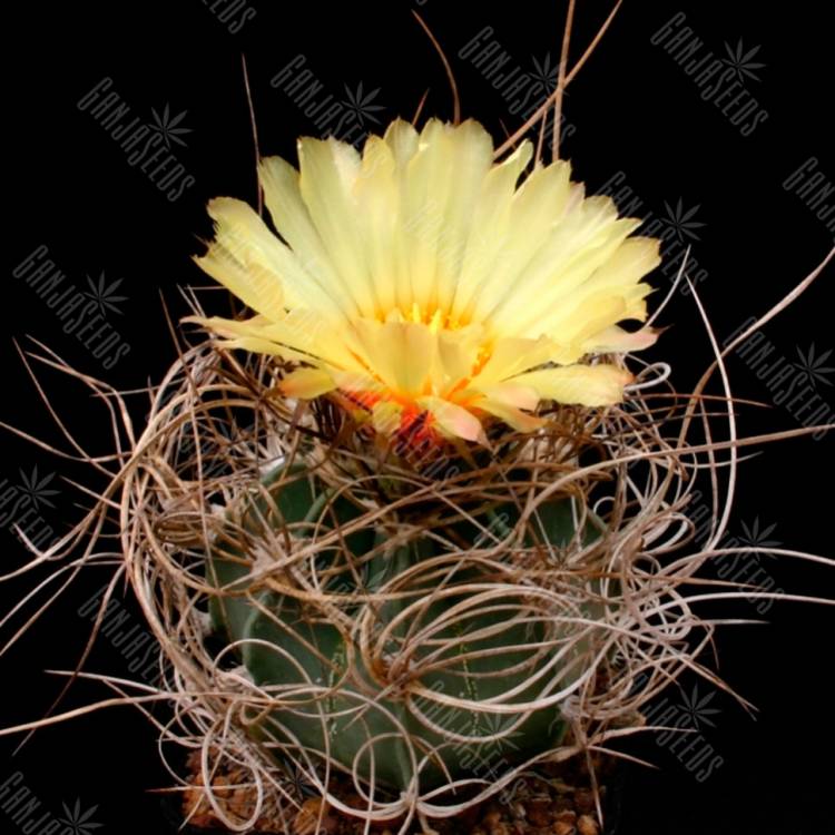 Семена кактуса Astrophytum senile var. ferox Семена кактуса Astrophytum senile var. ferox