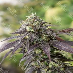 Head Band feminised Ganja Seeds