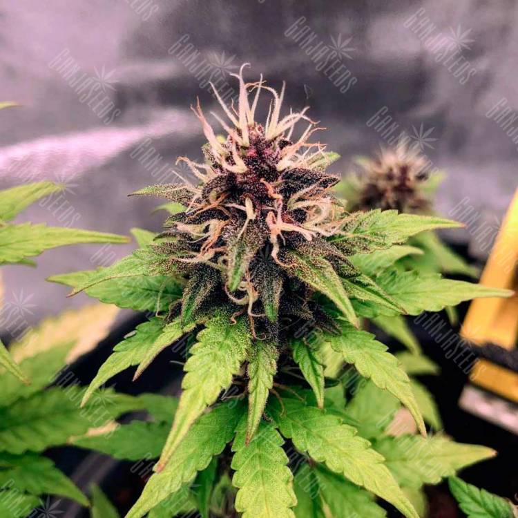 купить семенам конопли Auto Black Opium feminised Ganja Seeds купить семенам конопли Auto Black Opium feminised Ganja Seeds