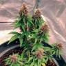 семена конопли почтой Auto Black Opium feminised Ganja Seeds семена конопли почтой Auto Black Opium feminised Ganja Seeds