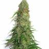 Brainstorm regular Ganja Seeds