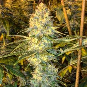 Super Silver Haze feminised Green House Seeds