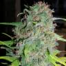 заказ семян конопли Москва Super Silver Haze feminised Green House Seeds заказ семян конопли Москва Super Silver Haze feminised Green House Seeds