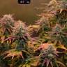 Night Queen feminised Dutch Passion Seeds