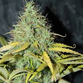 Auto Skunk #1 regular Ganja Seeds