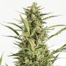 семена конопли Auto Critical Jack feminised Dinafem Seeds
