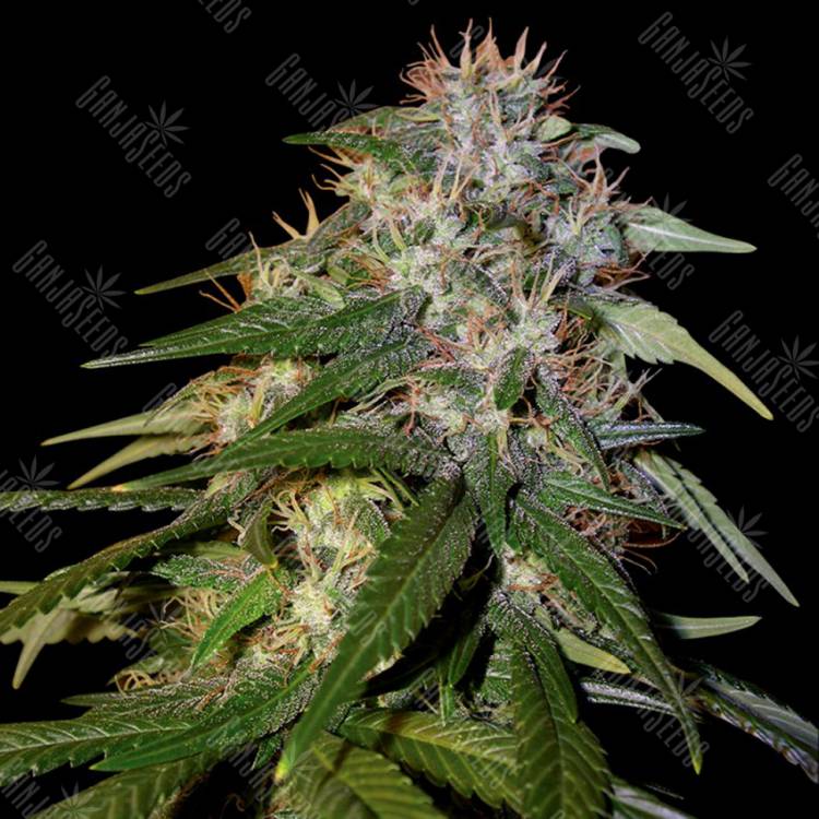 семена конопли для выращивания Sour Cream regular DNA Genetics семена конопли для выращивания Sour Cream regular DNA Genetics
