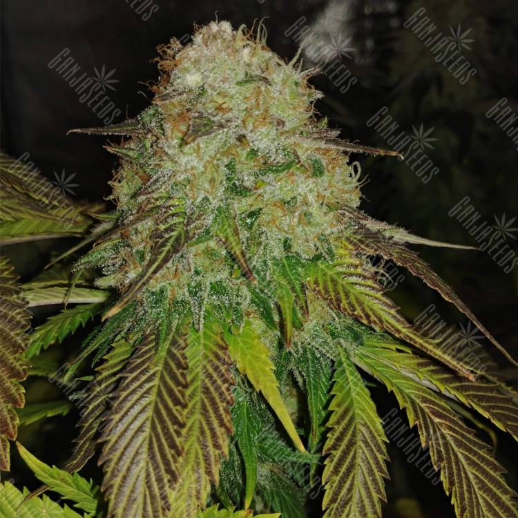 семена конопли для курения Sour Diesel #2 feminised Humboldt Seeds