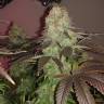 семена конопли элитных сортов Sour Diesel #2 feminised Humboldt Seeds