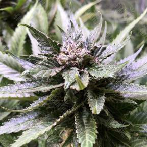 Blackjack feminised Nirvana Seeds
