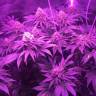 семена конопли феминизированные Super OG Kush feminised Pyramid Seeds