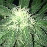 семена сортовой конопли S.A.D. Sweet Afgani Delicious CBD feminised Sweet Seeds семена сортовой конопли S.A.D. Sweet Afgani Delicious CBD feminised Sweet Seeds