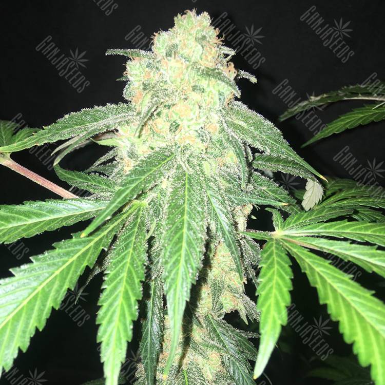 семена конопли медицинской S.A.D. Sweet Afgani Delicious CBD feminised Sweet Seeds семена конопли медицинской S.A.D. Sweet Afgani Delicious CBD feminised Sweet Seeds