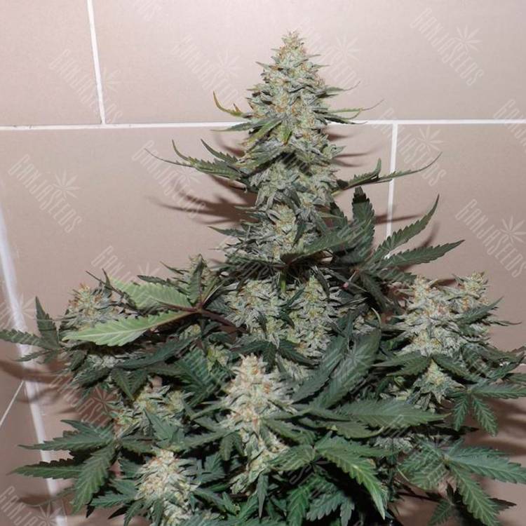 Качественные семена конопли Auto Sweet Trainwreck feminised Ganja Seeds Качественные семена конопли Auto Sweet Trainwreck feminised Ganja Seeds