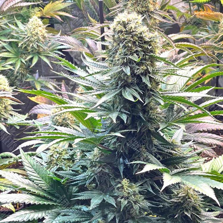 семена конопли Auto Banana Punch feminised Ganja Seeds семена конопли Auto Banana Punch feminised Ganja Seeds