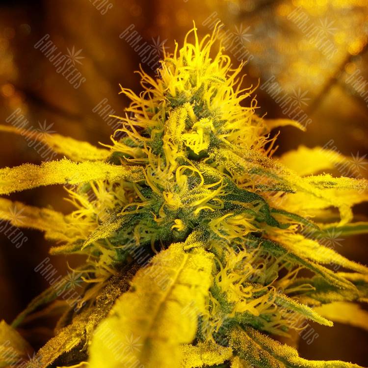 Big Kush feminised Dinafem Seeds