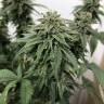 семена культурной конопли купить Jack regular Ganja Seeds семена культурной конопли купить Jack regular Ganja Seeds